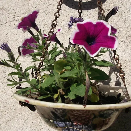 Du Couzan Bed & Breakfast Sail-sous-Couzan